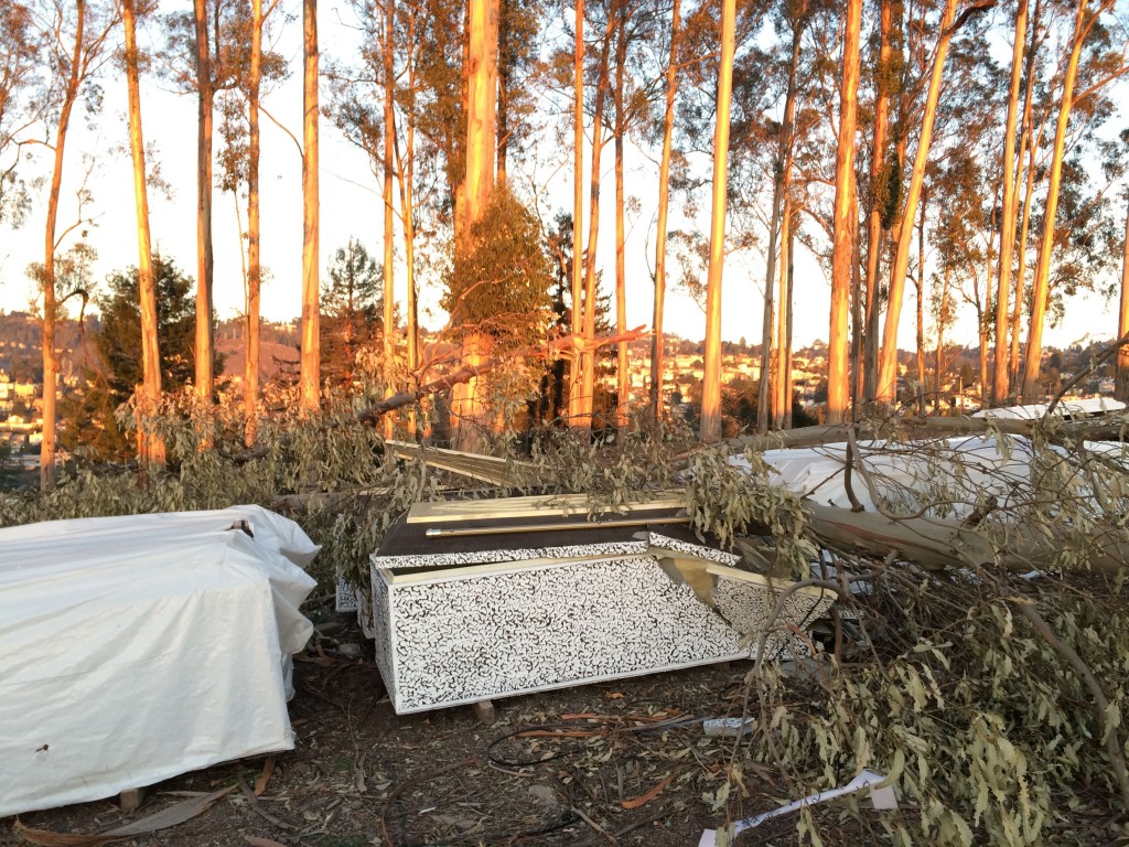 Tree Damage